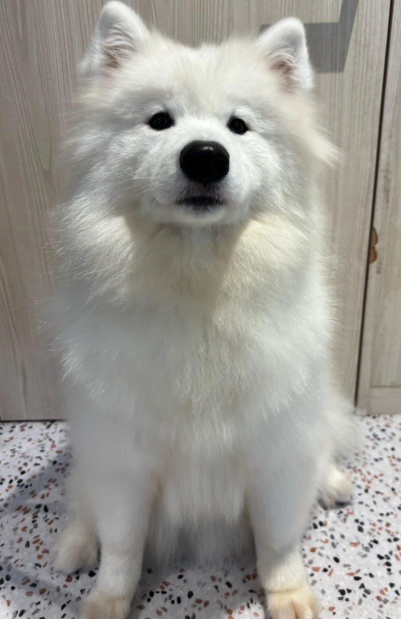 dawg.jpg